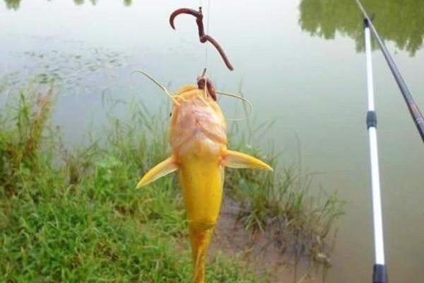 钓黑鱼用什么饵?