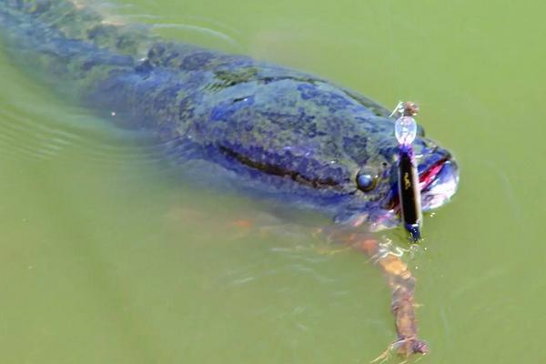钓黑鱼用什么饵?