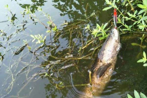 钓黑鱼用什么饵?