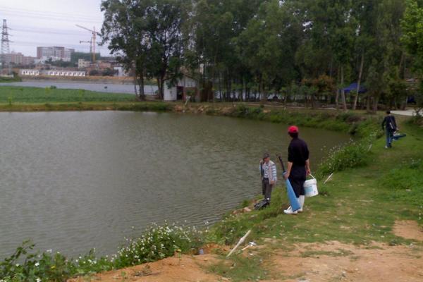 钓黑鱼用什么饵?