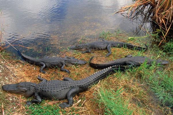 海里有鳄鱼吗?