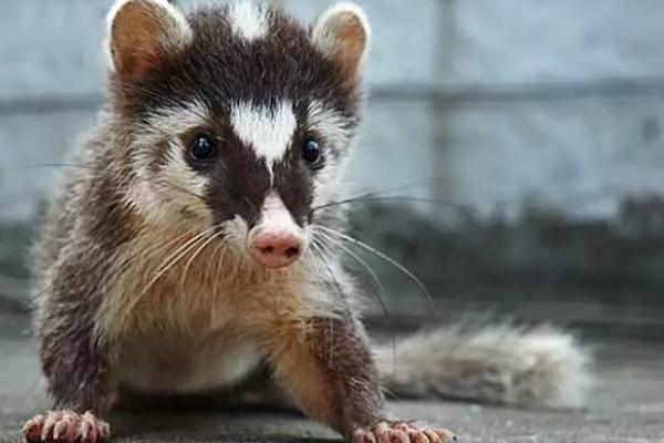 孕妇可以吃果子狸吗?