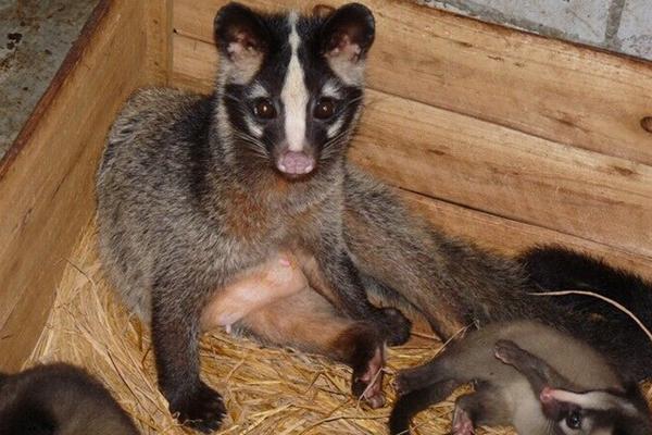 孕妇可以吃果子狸吗?