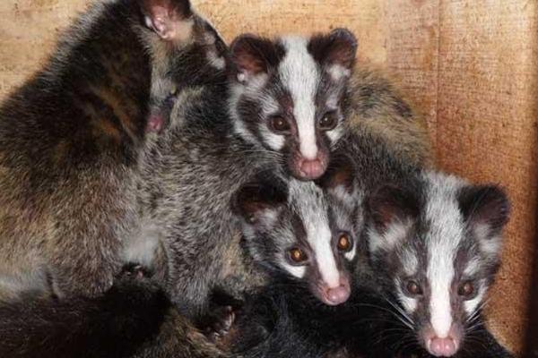 孕妇可以吃果子狸吗?