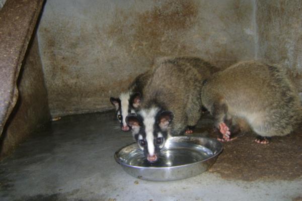 孕妇可以吃果子狸吗?