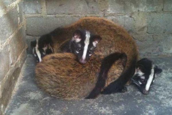 孕妇可以吃果子狸吗?