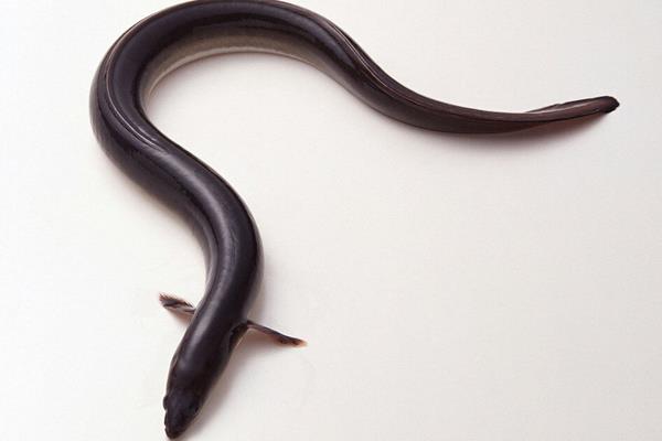 鳗鱼价格多少钱一斤？