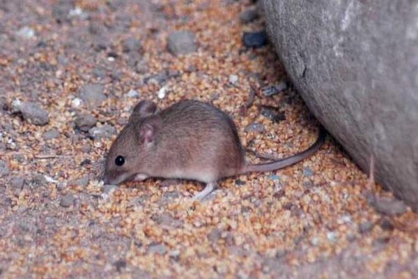 松鼠和老鼠的区别是什么?