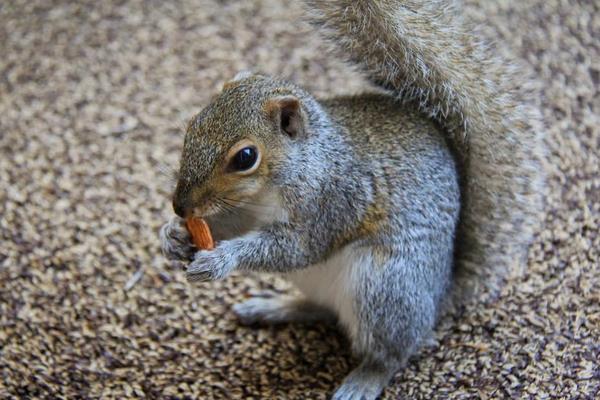 松鼠和老鼠的区别是什么?