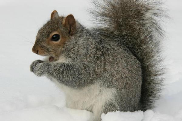 松鼠和老鼠的区别是什么?