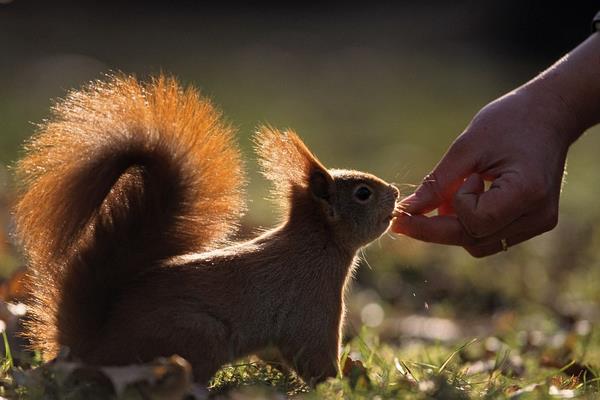 松鼠和老鼠的区别是什么?