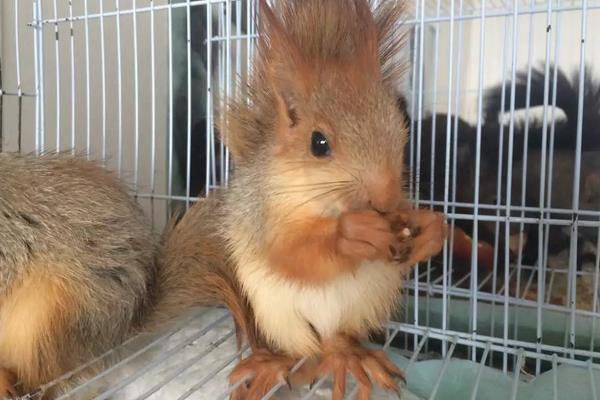 松鼠和老鼠的区别是什么?