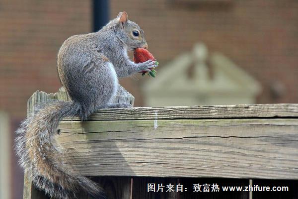 松鼠和老鼠的区别是什么?