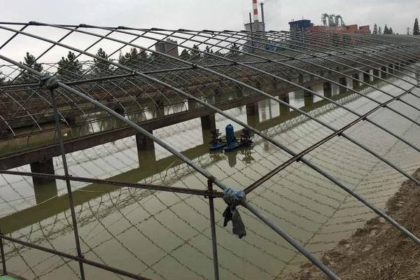 最新科学黑鱼养殖技术