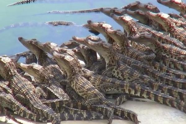 最新科学鳄鱼养殖技术