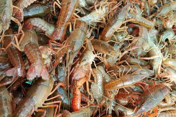 小龙虾怎么清洗干净?