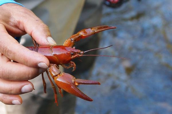 小龙虾怎么清洗干净?