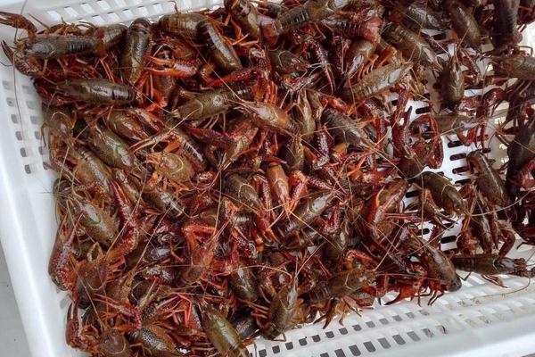 小龙虾怎么清洗干净?