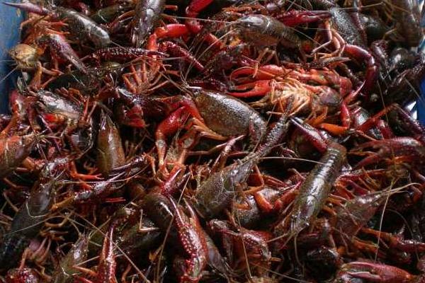 小龙虾怎么清洗干净?