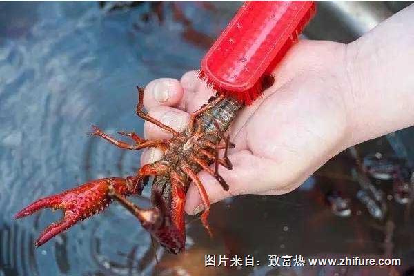 小龙虾怎么清洗干净?