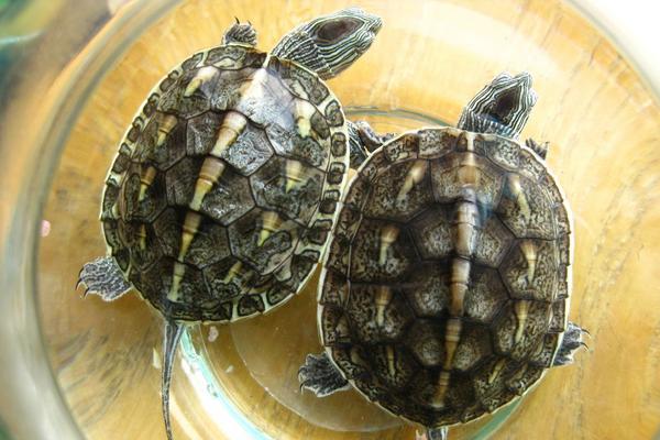 乌龟怎么吃?乌龟的家常吃法