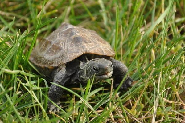 乌龟怎么吃?乌龟的家常吃法