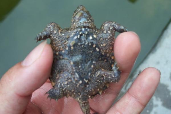 乌龟怎么吃?乌龟的家常吃法