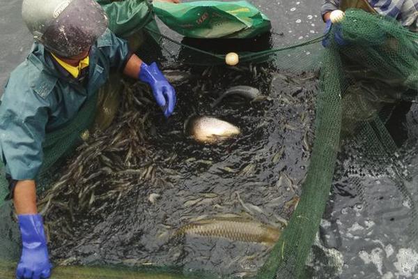 虾养殖需要什么条件？