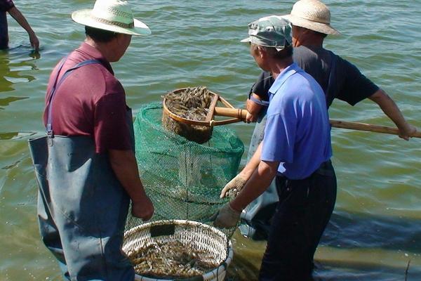 虾养殖需要什么条件？
