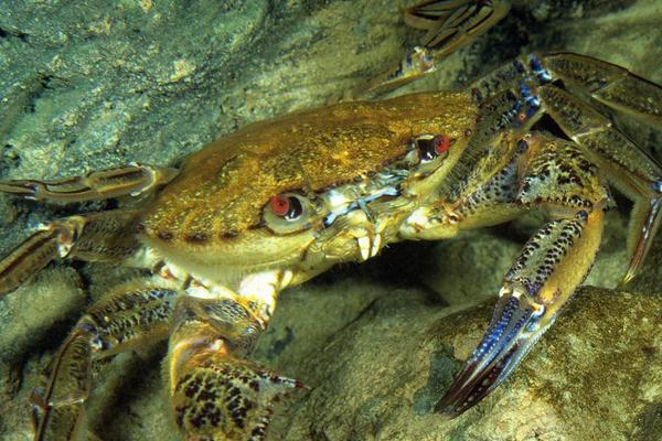 螃蟹的家常做法大全