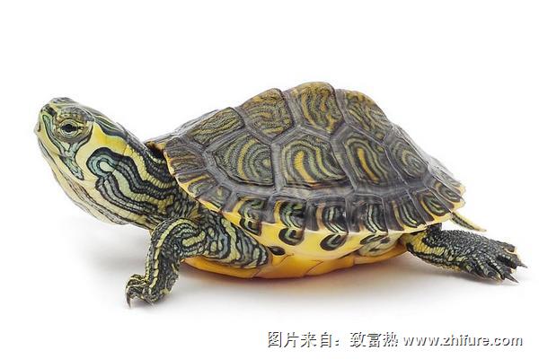 乌龟不吃食怎么办?