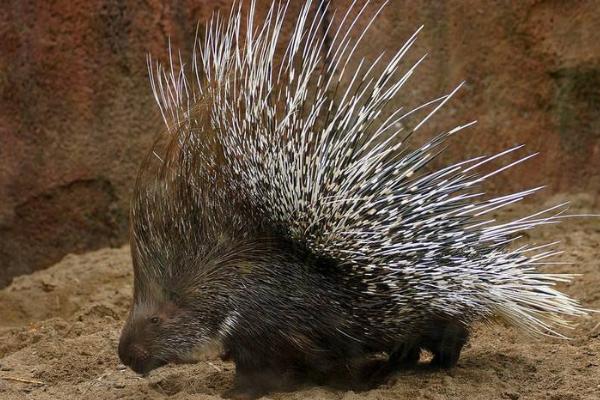 养豪猪要办什么手续?