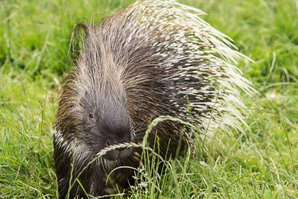 养豪猪要办什么手续?