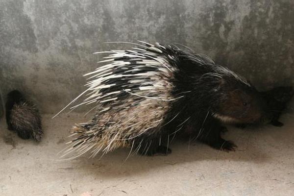 豪猪吃什么饲料？