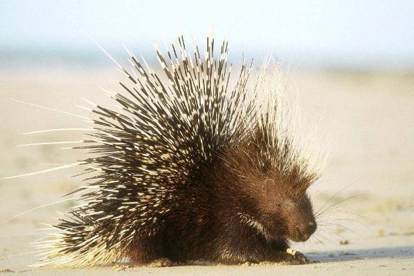 养豪猪要办什么手续?