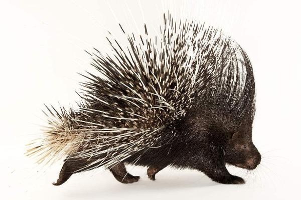 养豪猪要办什么手续?