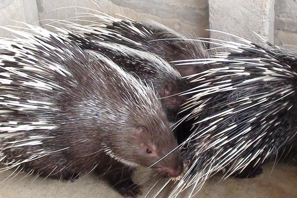 养豪猪要办什么手续?