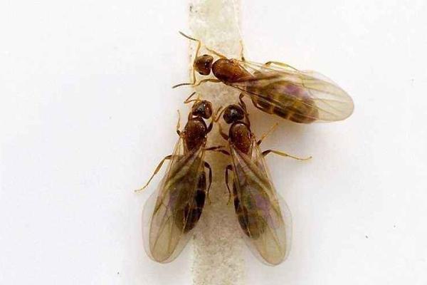 会飞的蚂蚁叫什么?