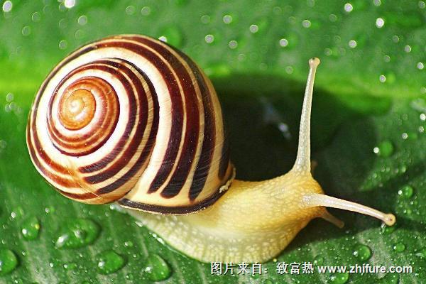 蜗牛吃什么?