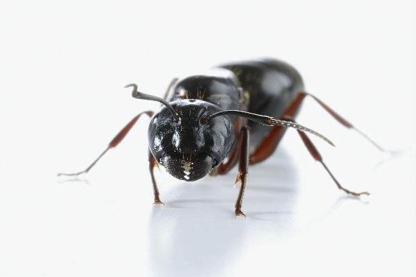 蚂蚁的触角有什么用?