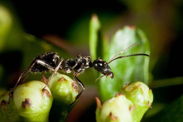 蚂蚁的寿命有多长?