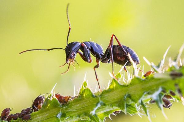 蚂蚁的寿命有多长?
