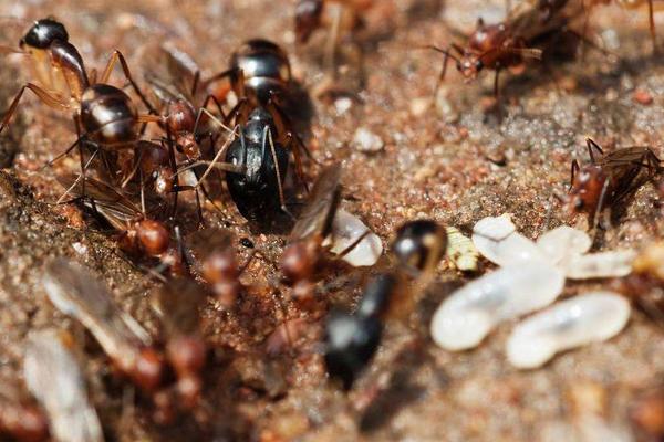 蚂蚁的寿命有多长?