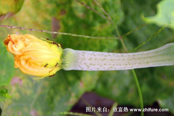 丝瓜上有蚂蚁怎么办?