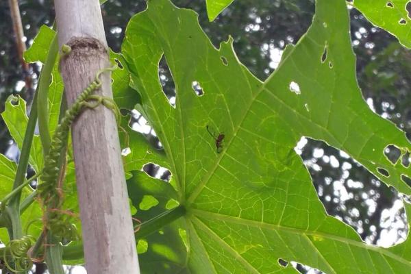 丝瓜上有蚂蚁怎么办?