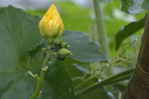 丝瓜上有蚂蚁怎么办?