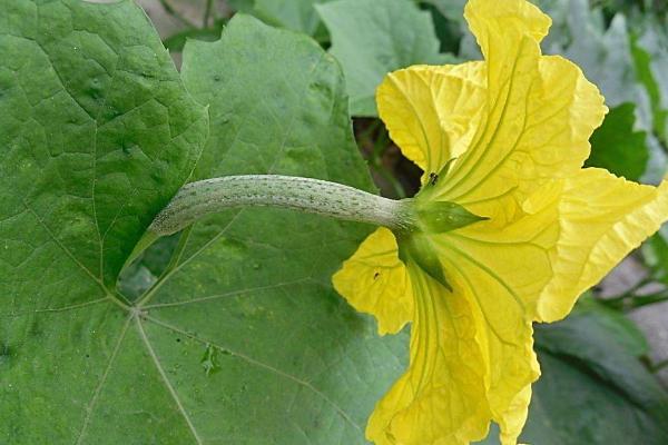 丝瓜上有蚂蚁怎么办?