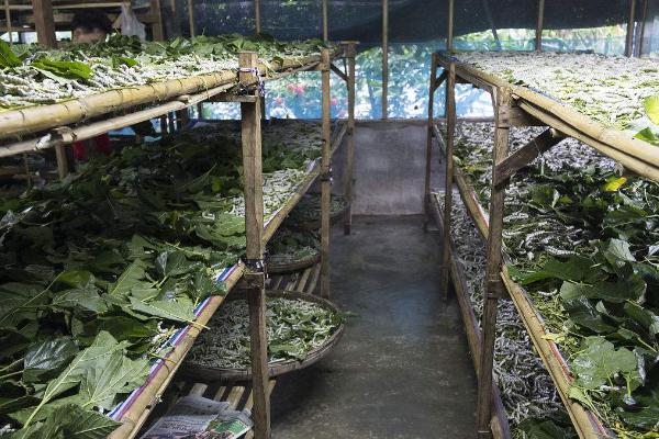 养蚕的季节是什么时候?