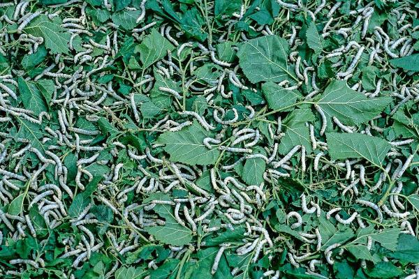 养蚕的季节是什么时候?