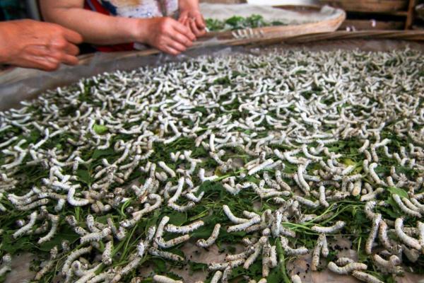 养蚕的季节是什么时候?